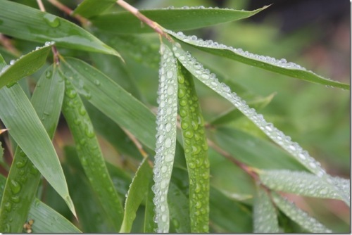 Closeup of raindrops on foliage.